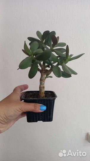 Денежное дерево, Толстянка, Крассула