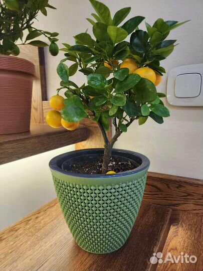 Цитрус каламондин