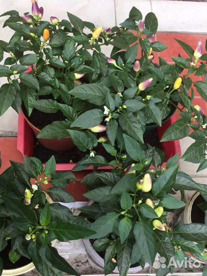 Комнатный острый перчик