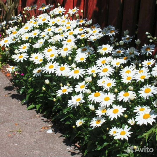 Нивяник большой, семена