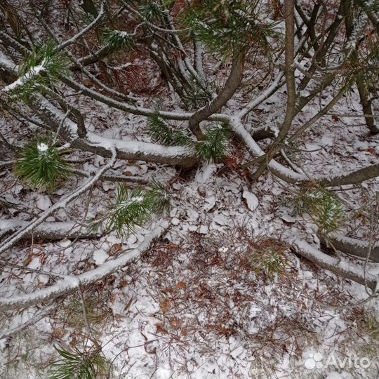 Семена сосны горной Мугус (Pinus Mughus), за 50 шт