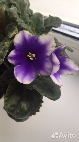 Фиалки разных сортов