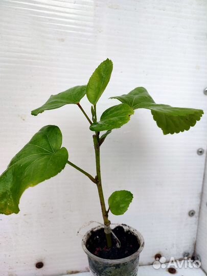 Сортовый гибискусы