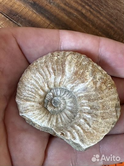 Аммонит окаменелость