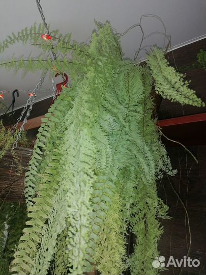 Папоротники сортовые