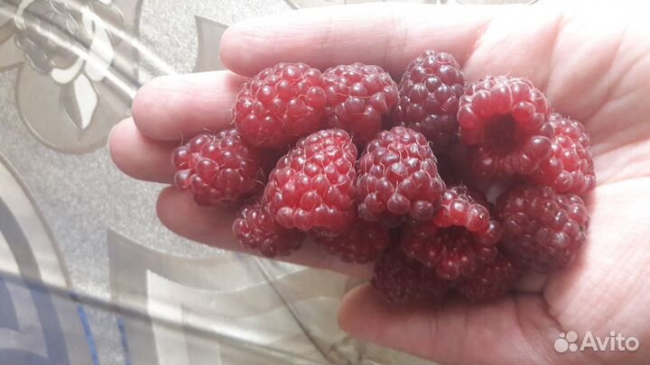 Саженцы ремонтантной малины