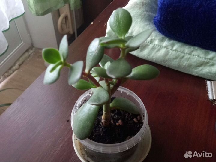 Крассула толстянка