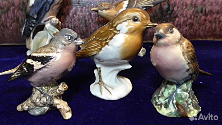 Крапивник.Зяблик.Робин.Дженни рен.Зарянка.Птица