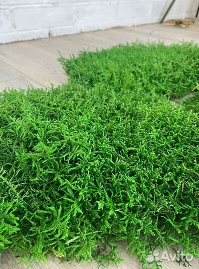 Стабилизированный мох