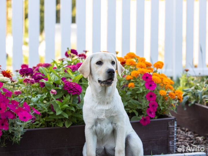 Щенок лабрадора ретривера