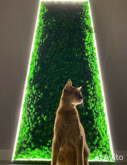 Нежное панно из мха для вашего интерьера Арт: 435695