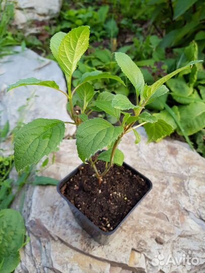 Гортензия древовидная розовая Кандибелле Баблгам