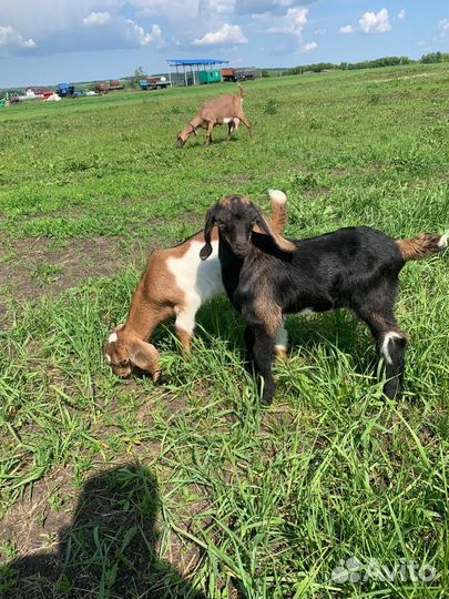 Козлики нубийские,романовские бараны