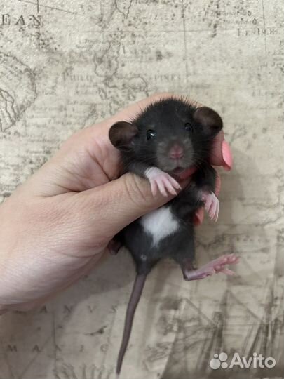 Ручные Крысята Дамбо