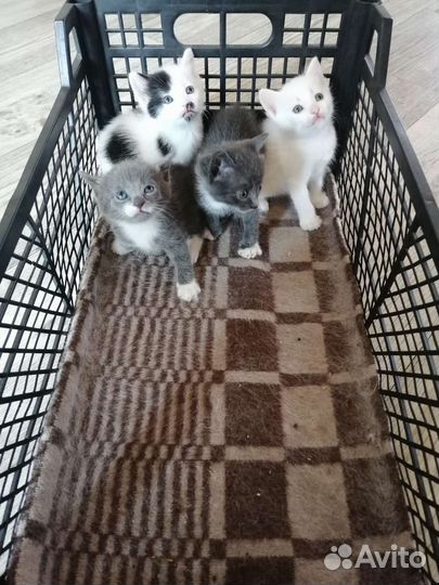 Домашние животные кошки