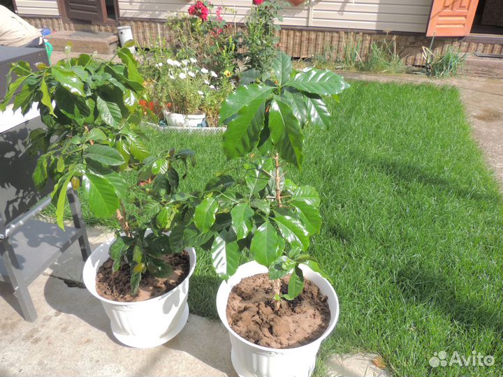 Кофейное дерево