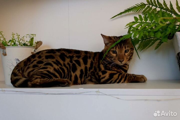 Бенгальская