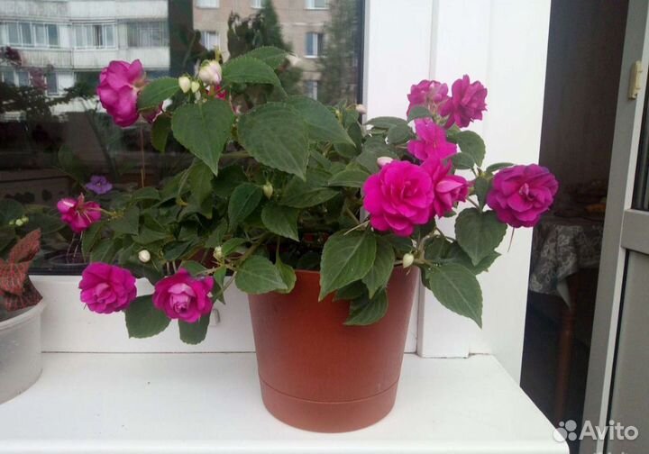 Бальзамин Magenta