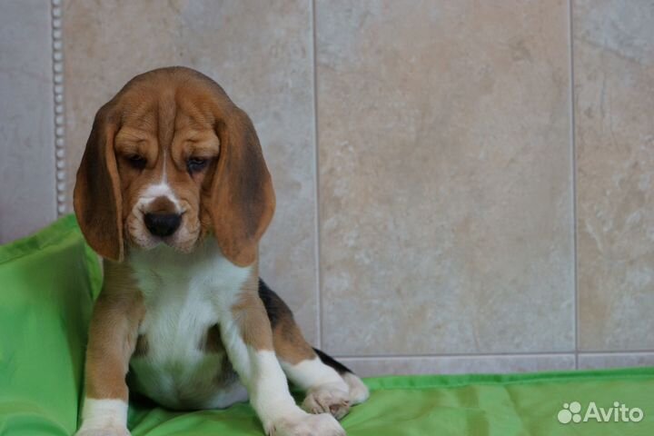 Щенки бигля