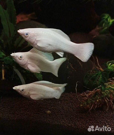 Велиферы платина продажа или обмен