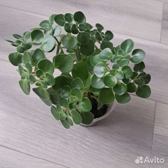 Аихризон дерево любви