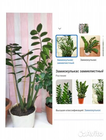 Цветок Замиокулькас