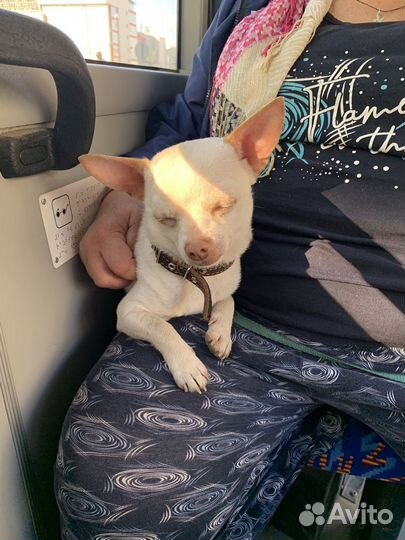 Вязка собак чихуахуа