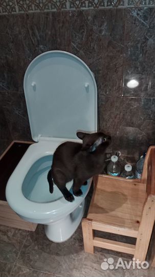 Система приучения кошек к унитазу