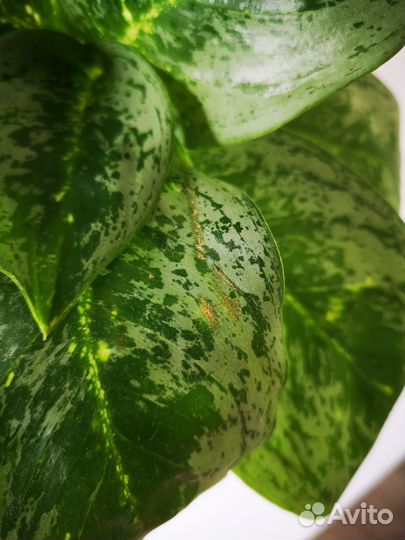 Аглаонема Лемон Минт