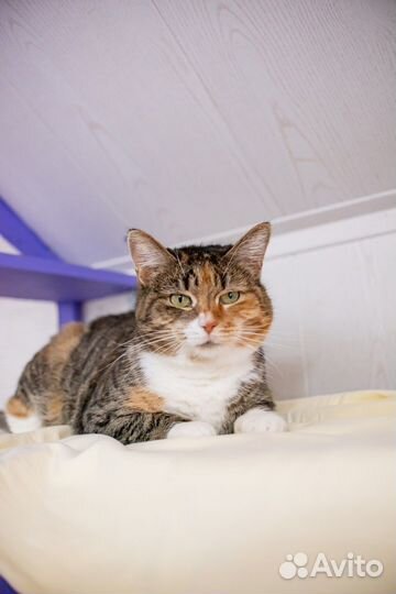 Ласковая кошечка в добрые руки