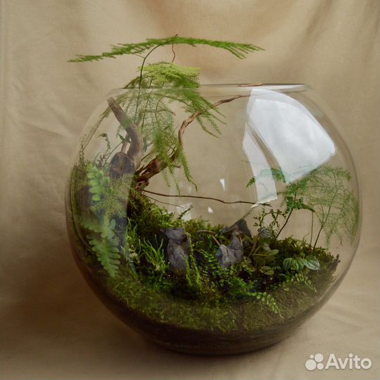 Флорариум/живые растения/настольная композиция
