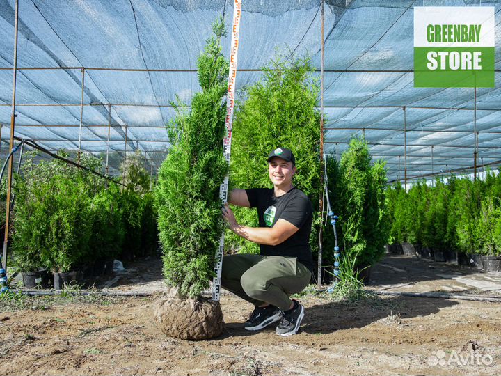 Туи колумна 1,6 м свежая копка 2023