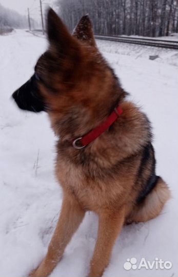 Немецкая овчарка