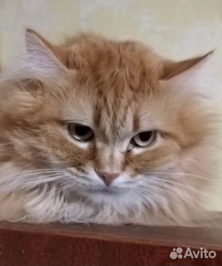 Рыжий котик