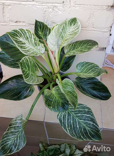 Филодендрон Биркин