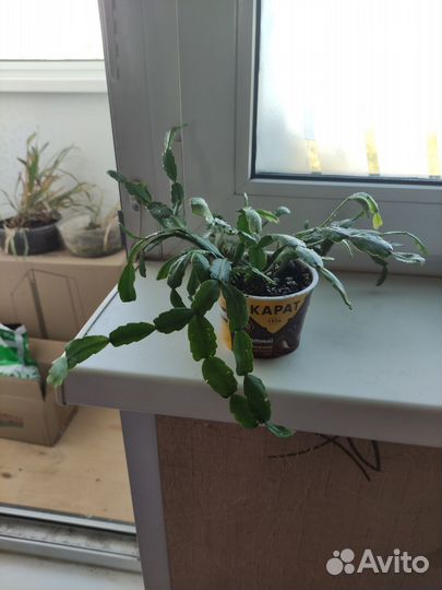 Комнатные цветы