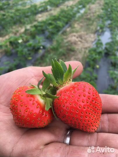 Рассада клубники