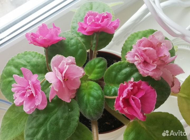 Фиалка Аламо Джой (лист)