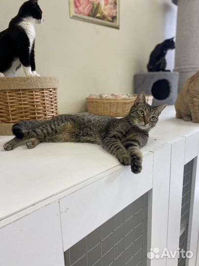 Кот Тони Большой Тунец ищет свою семью