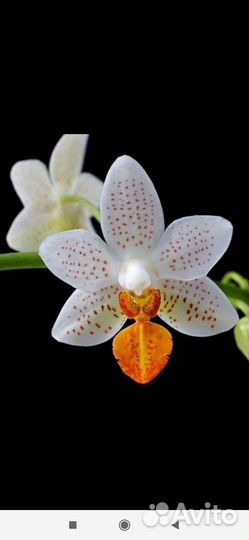 Орхидея Мини Марк