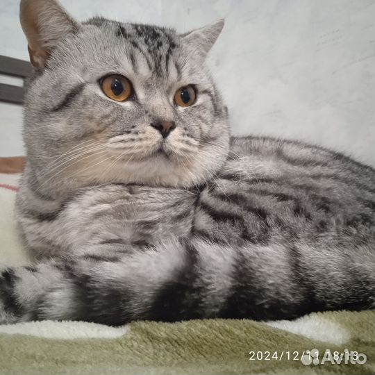 Отдам кота в добрые руки