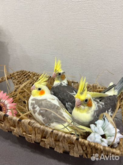 Попугай корелла птенец