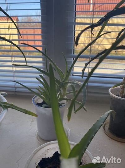 Растение «алоэ»