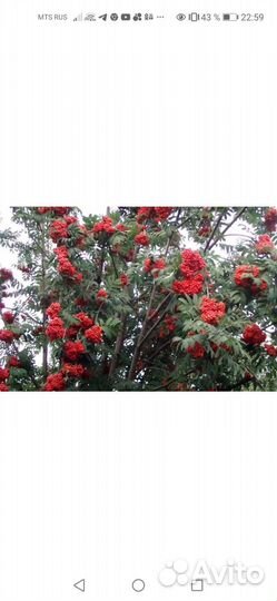 Рябина невежинская