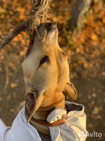 Красотка Дора Ищет Дом
