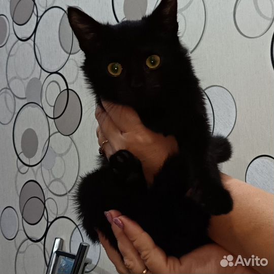 Котенок бомбейской породы