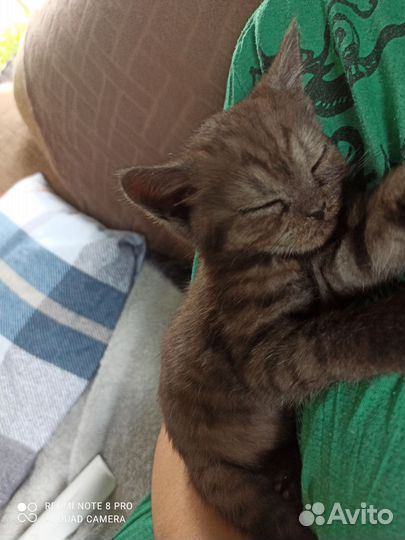 Шотландские прямоухие котята