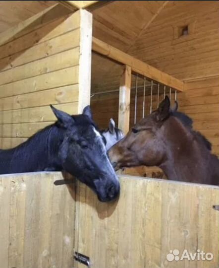 Постой для лошадей