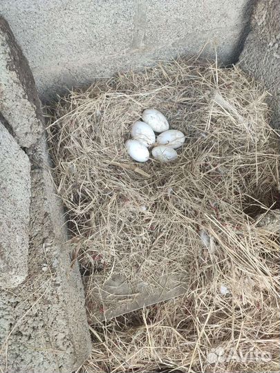 Инкубационные яйцо гусей