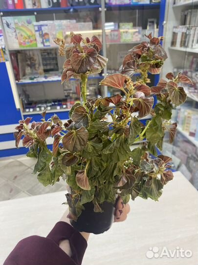 Бегонии в горшке